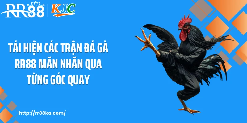 Tái hiện các trận đá gà RR88 mãn nhãn qua từng góc quay