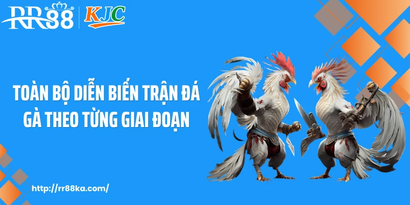 Toàn bộ diễn biến trận đá gà theo từng giai đoạn